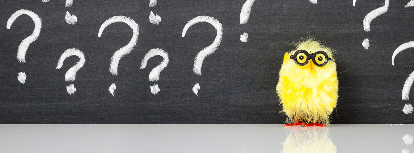 Small bird sitting in front of a chalkboard.